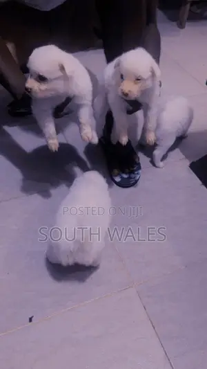 1-3 months Female Purebred American Eskimo