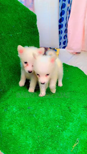 1-3 months Female Purebred American Eskimo