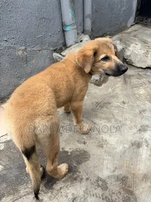 1-3 months Female Purebred German Shepherd