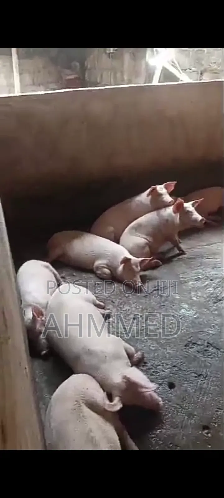 Pig's For Sell