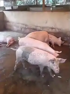 Pig's For Sell