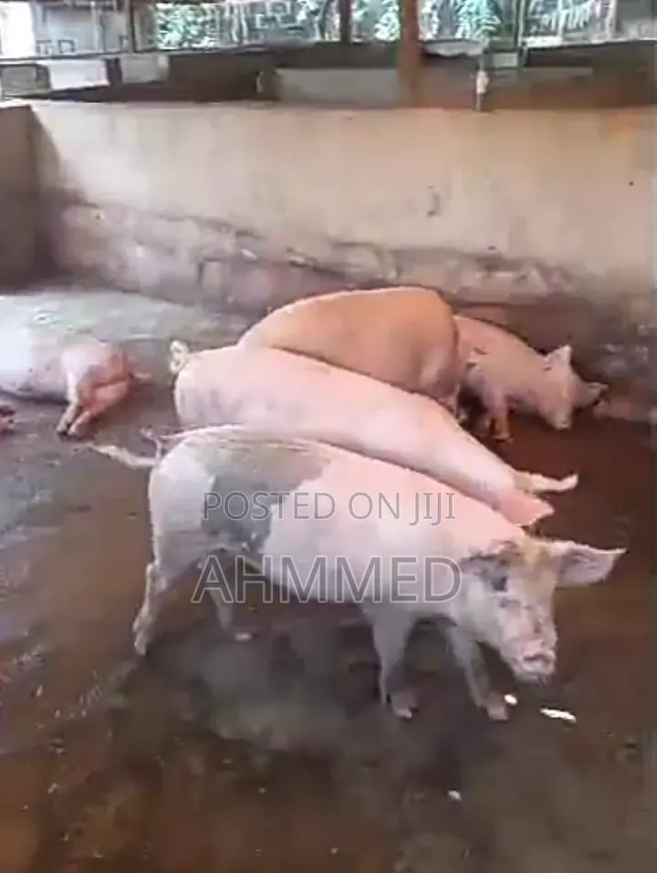 Pig's For Sell