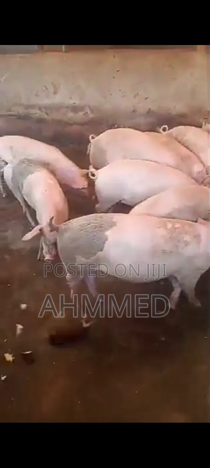Pig's For Sell