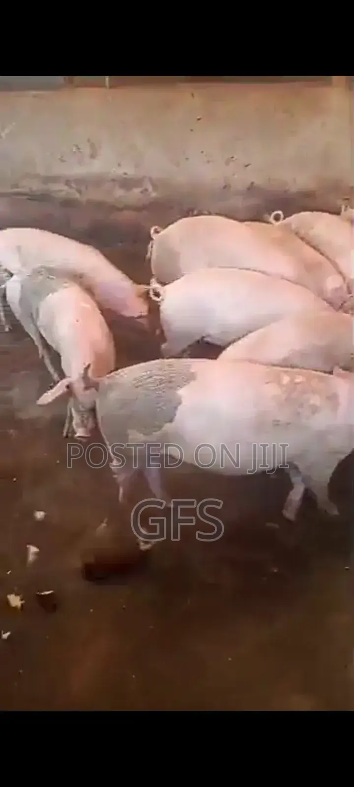 Pig's For Sell