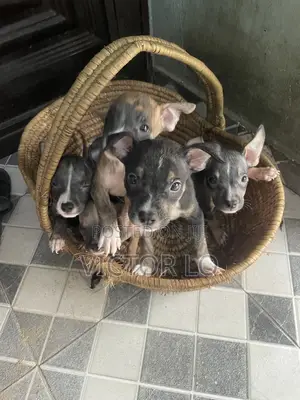 1-3 months Female Purebred American Pit Bull Terrier