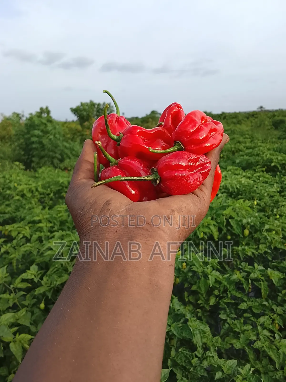 Fresh Habenero Pepper