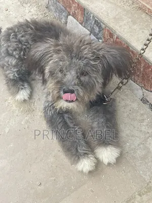 1-3 months Male Purebred Lhasa Apso