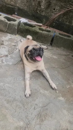1+ year Male Purebred Pug