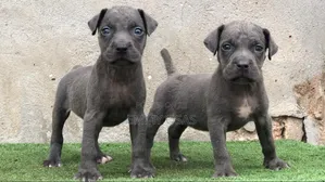 1-3 months Female Purebred Cane Corso
