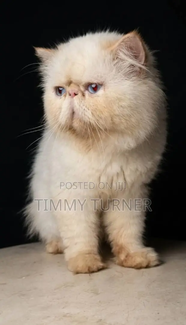 Persian Cat for Stud Service