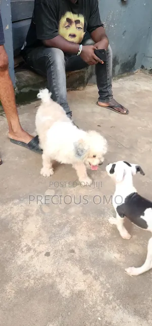 1+ year Male Purebred Lhasa Apso