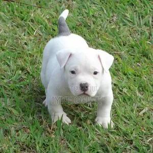 1-3 months Female Purebred American Bully