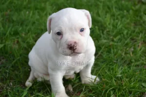 1-3 months Female Purebred American Bully