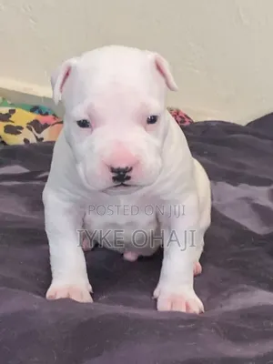1-3 months Male Purebred American Bully