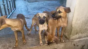 3-6 months Female Purebred Boerboel
