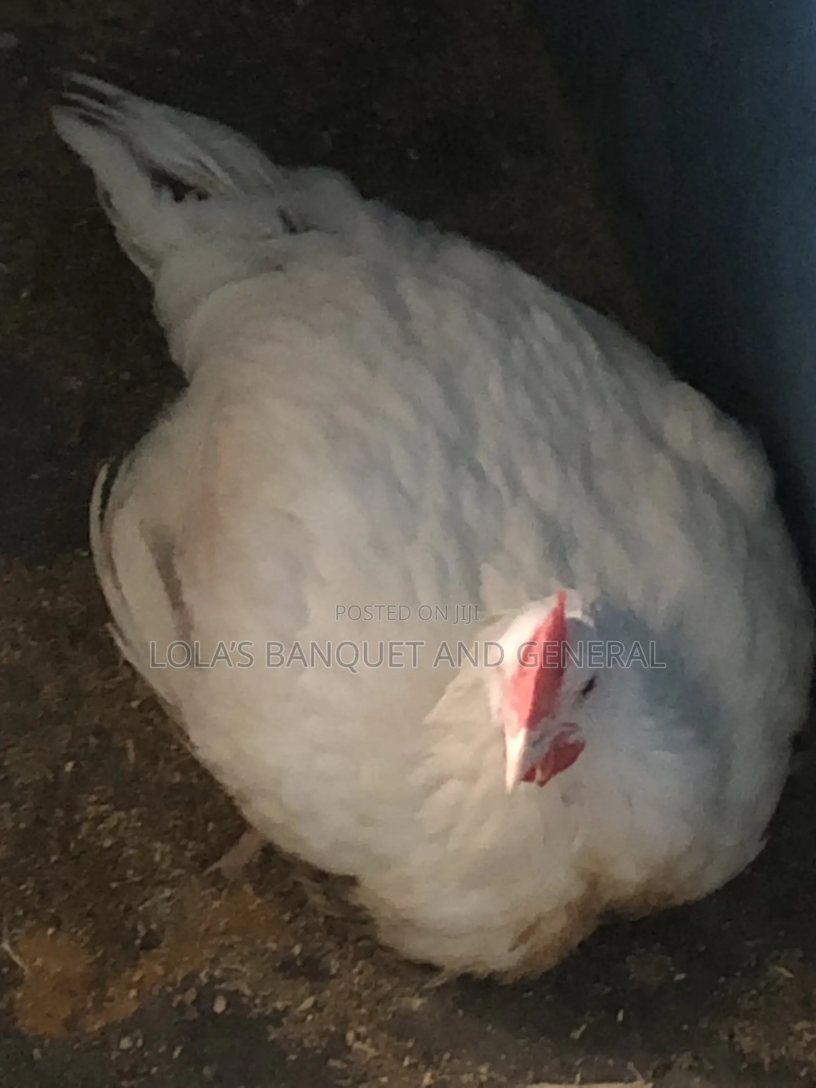 Live Chicken