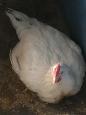 Live Chicken