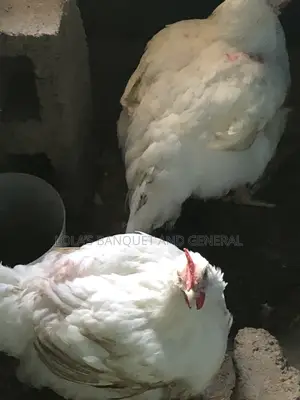 Live Chicken