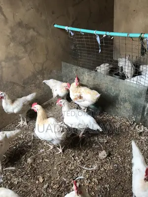 Cockerel Chicken