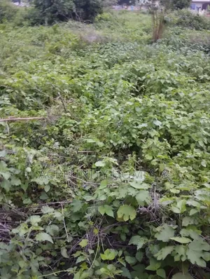 4.4 Acres of Fertile Farmland Available at Aaba Vill, Iseyin-Ibadan