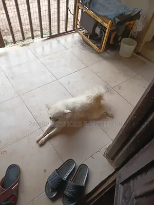 1+ year Female Purebred American Eskimo