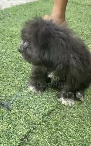 3-6 months Female Purebred Lhasa Apso