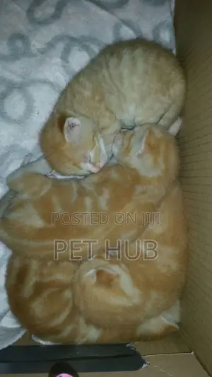 1-3 months Female Mixed Breed Persian