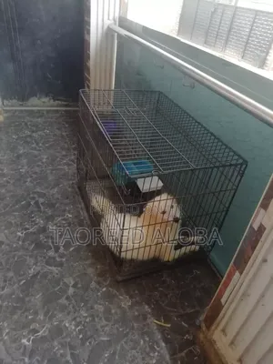 1+ year Female Purebred American Eskimo