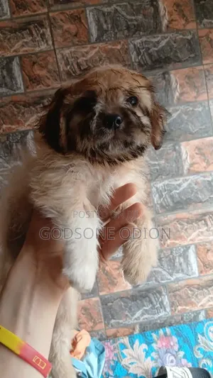 1-3 months Male Purebred Lhasa Apso
