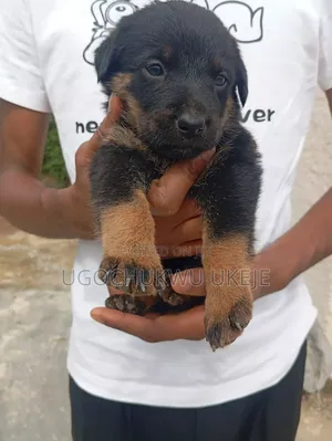 1-3 months Male Mixed Breed German Shepherd