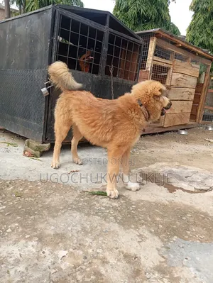 6-12 months Male Mixed Breed Caucasian Shepherd