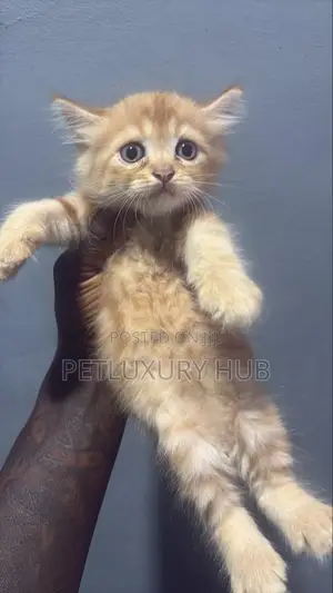 1-3 months Female Purebred Persian