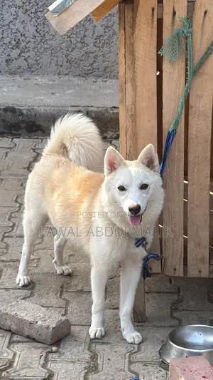 6-12 months Female Purebred Siberian Husky