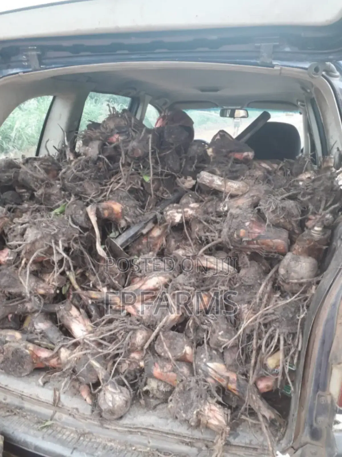 Hybrid Plantain Suckers