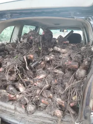Hybrid Plantain Suckers