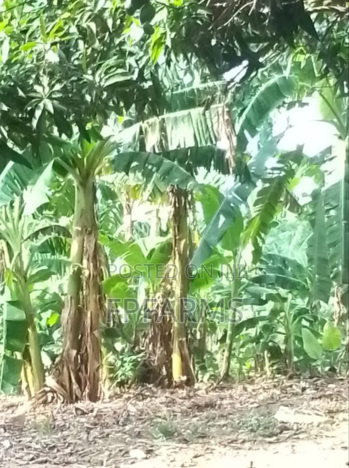 Hybrid Plantain Suckers