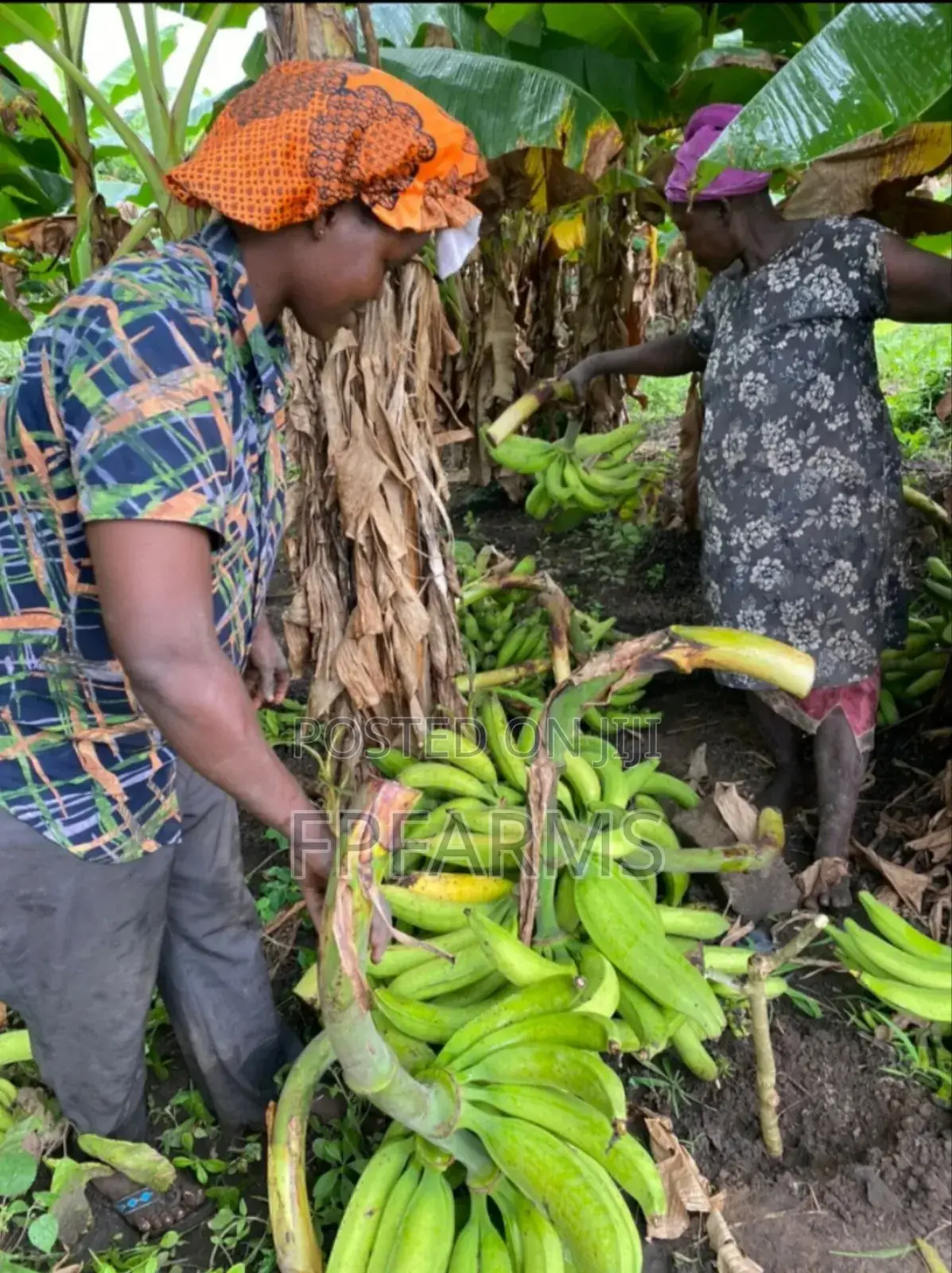 Hybrid Plantain Suckers