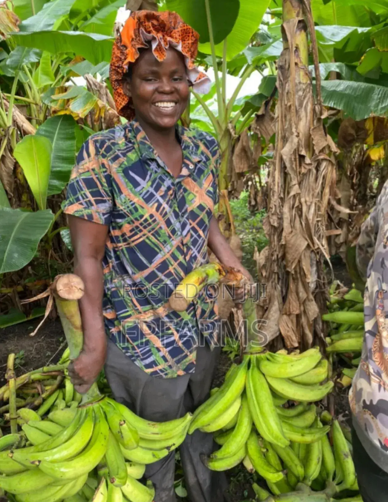 Hybrid Plantain Suckers