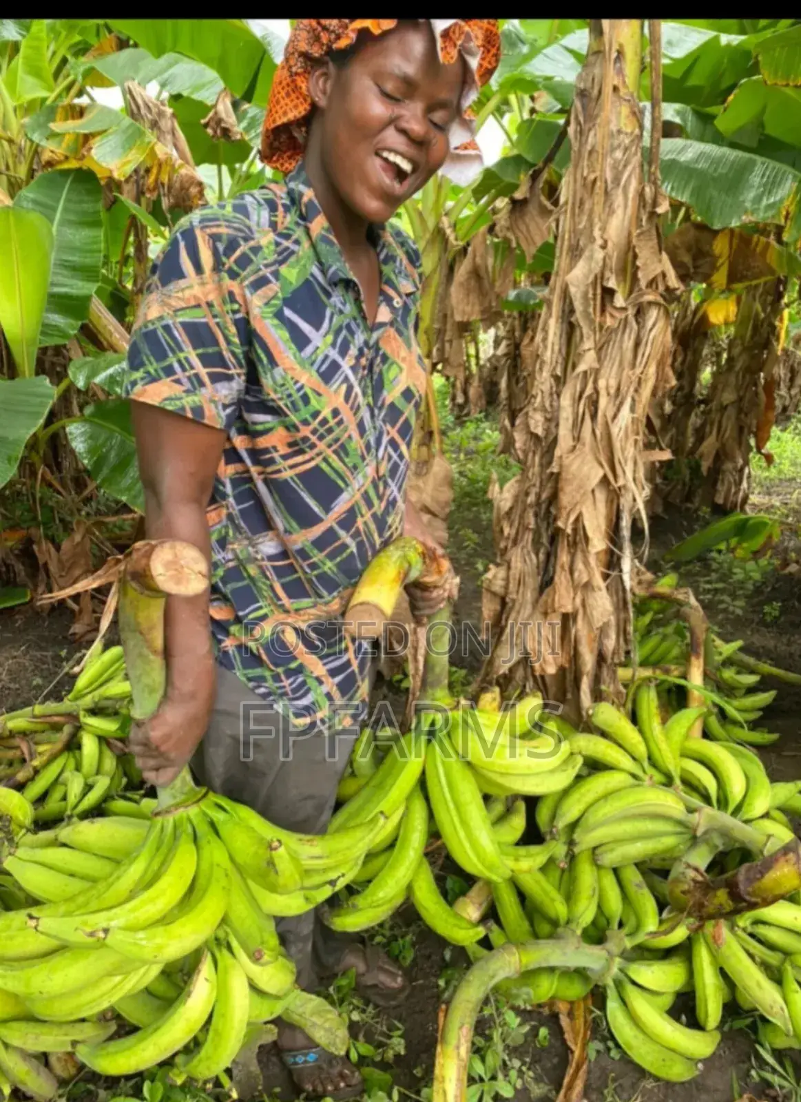 Hybrid Plantain Suckers