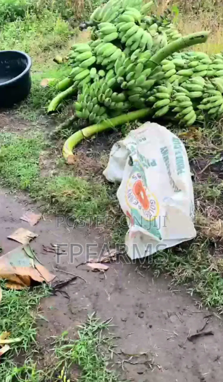 Hybrid Plantain Suckers