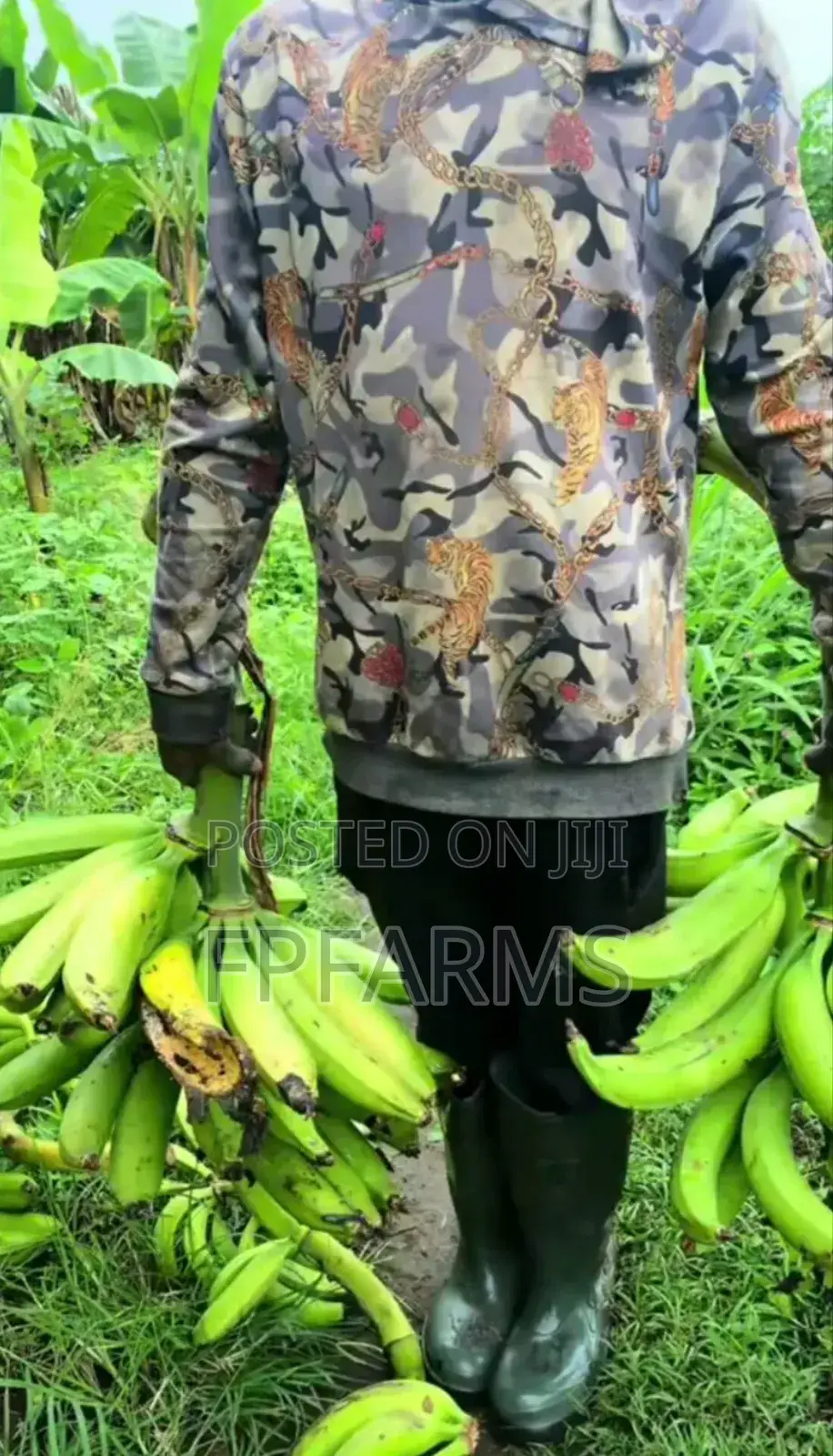 Hybrid Plantain Suckers