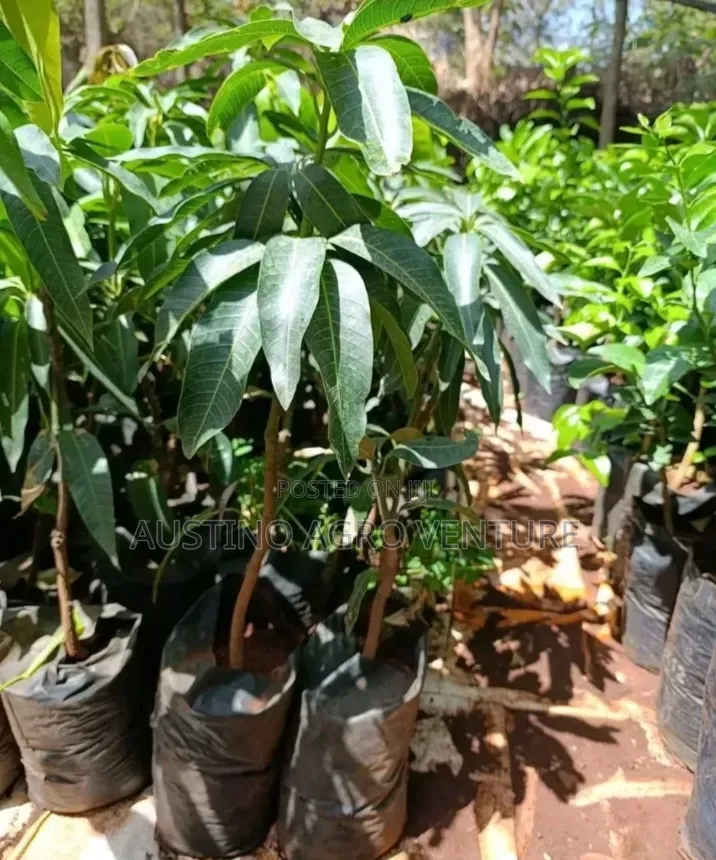 Sweet Jumbo Mango