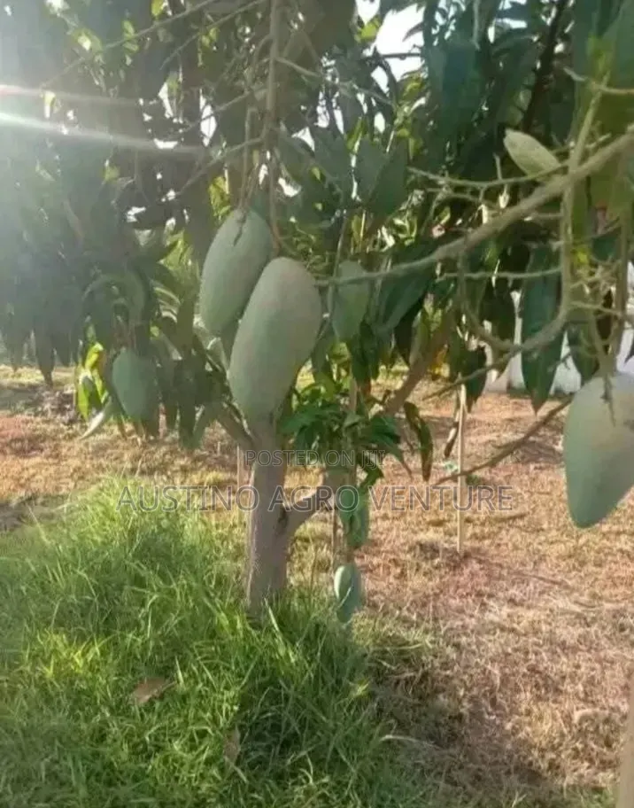Sweet Jumbo Mango