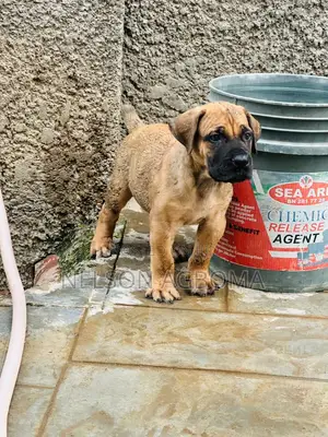 1-3 months Female Purebred Boerboel