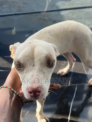 6-12 months Female Purebred American Pit Bull Terrier