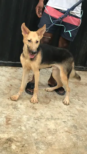 6-12 months Male Purebred German Shepherd