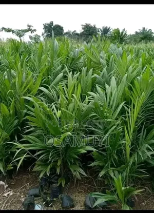 Oil Palm Seedlings for Sale – Healthy, High-Yield