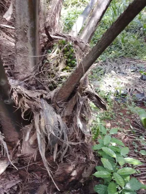 Oil Palm Seedlings for Sale – Healthy, High-Yield