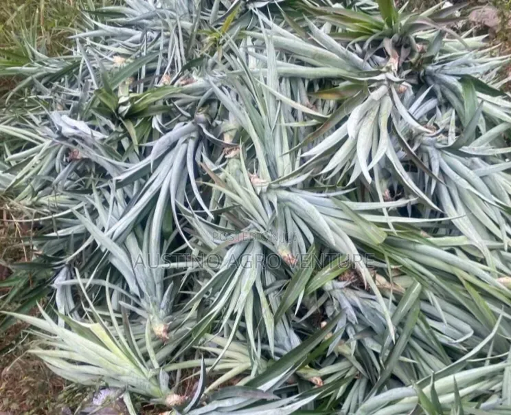 Hybrid Pineapple Suckers