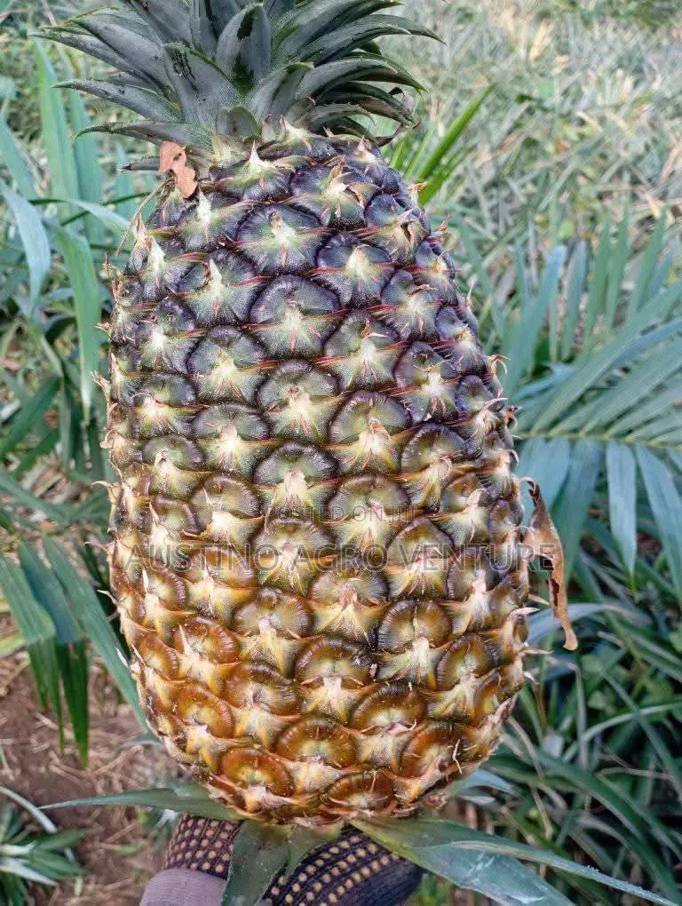 Hybrid Pineapple Suckers